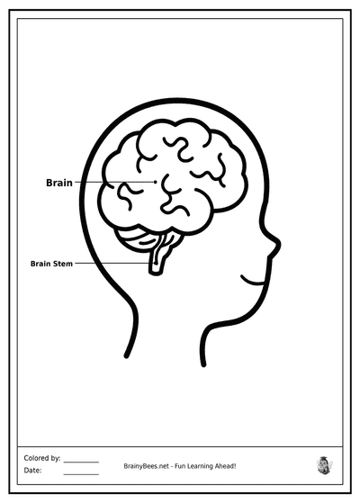 My Amazing Brain