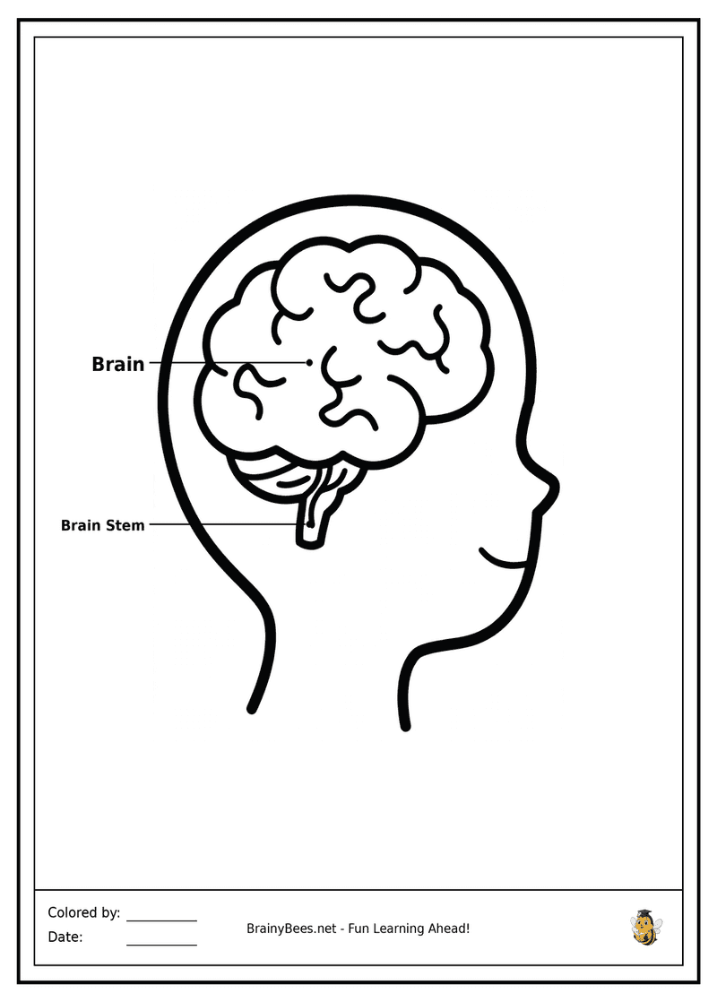 My Amazing Brain