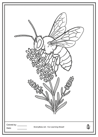 Realistic Honeybee