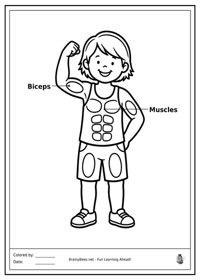 My Strong Muscles
