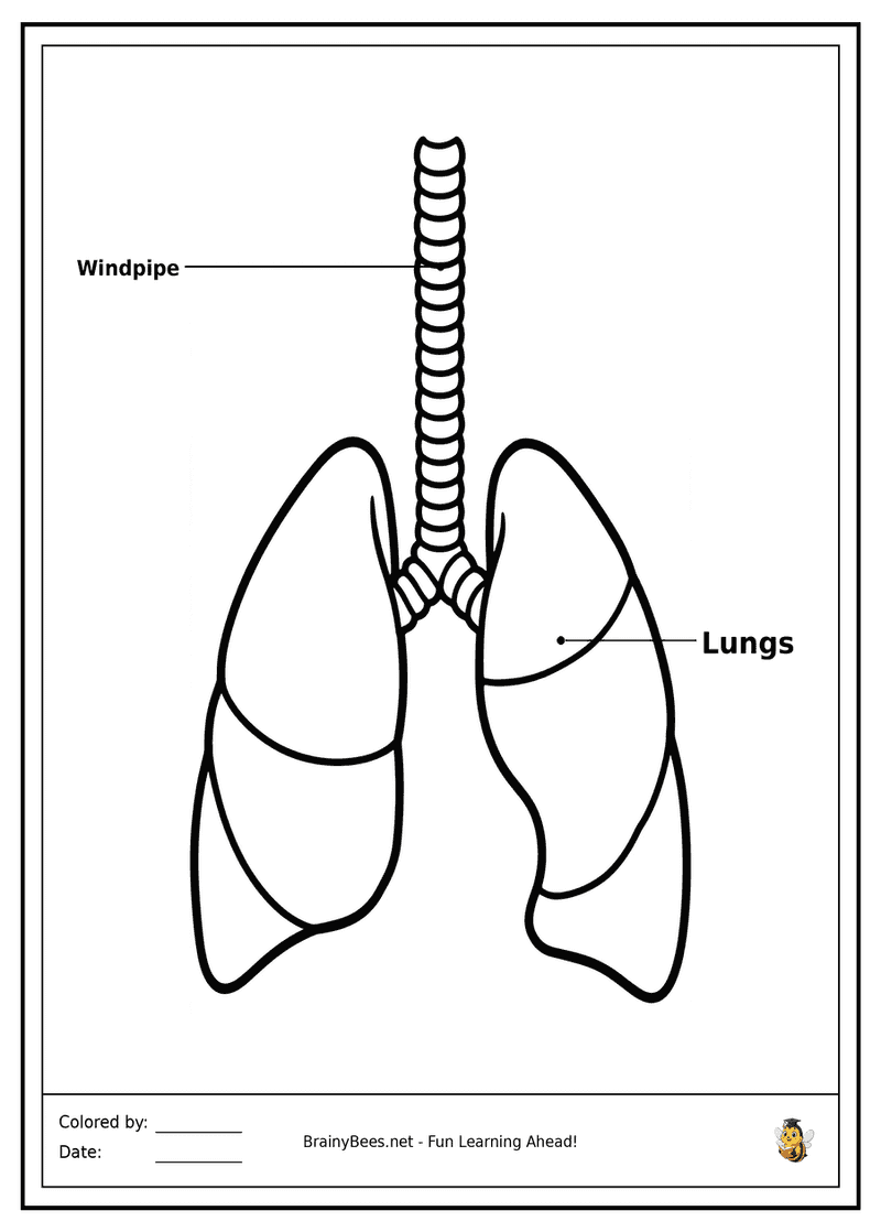 My Lungs