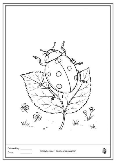 Realistic Ladybug