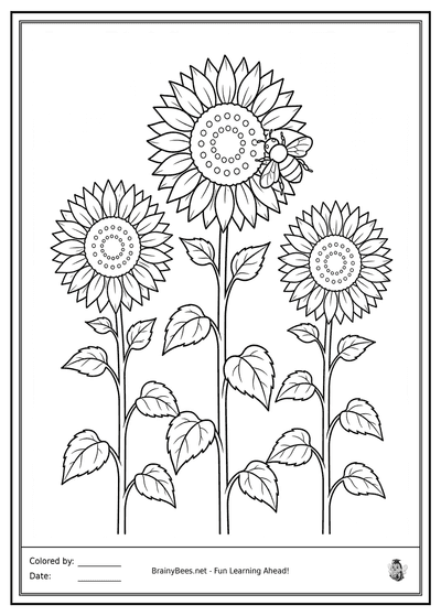 Realistic Sunflowers