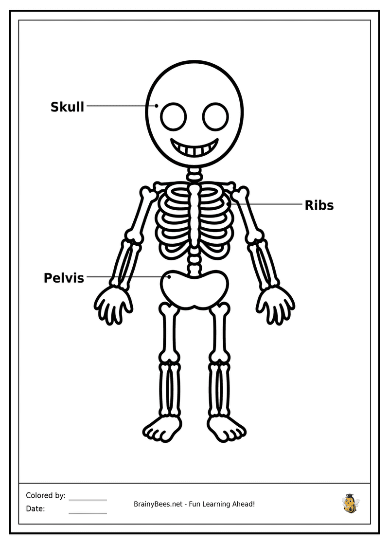 My Skeleton